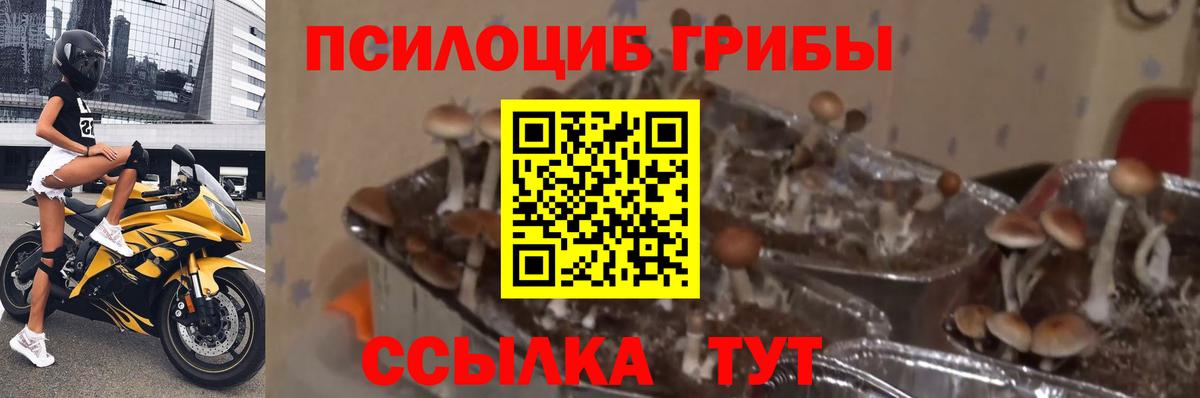 Галлюциногенные грибы Magic Shrooms  Псилоцибиновые грибы Magic Shrooms  Мегион  Вход с VPN 